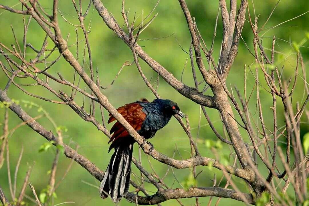 Black coucal